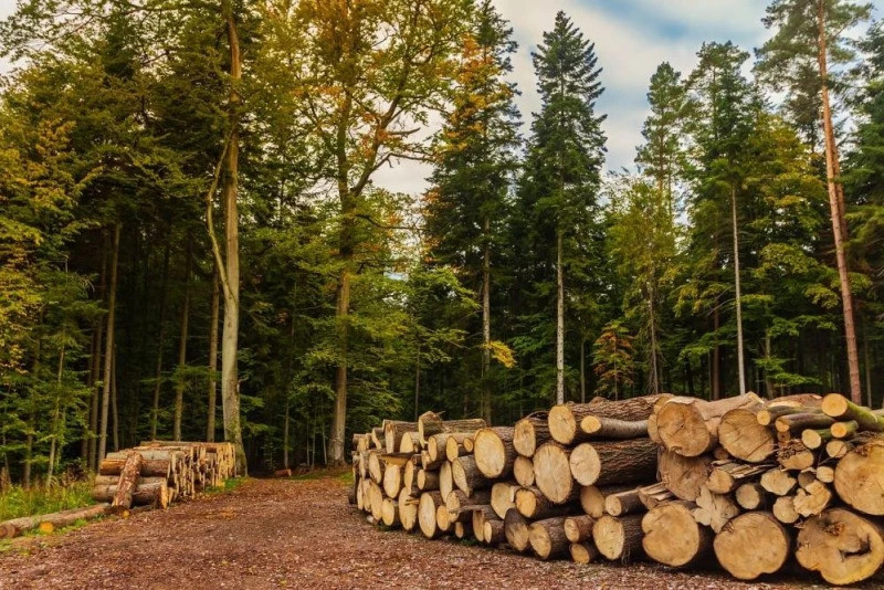 Spalanie drewna w sektorze energetycznym będzie ograniczone